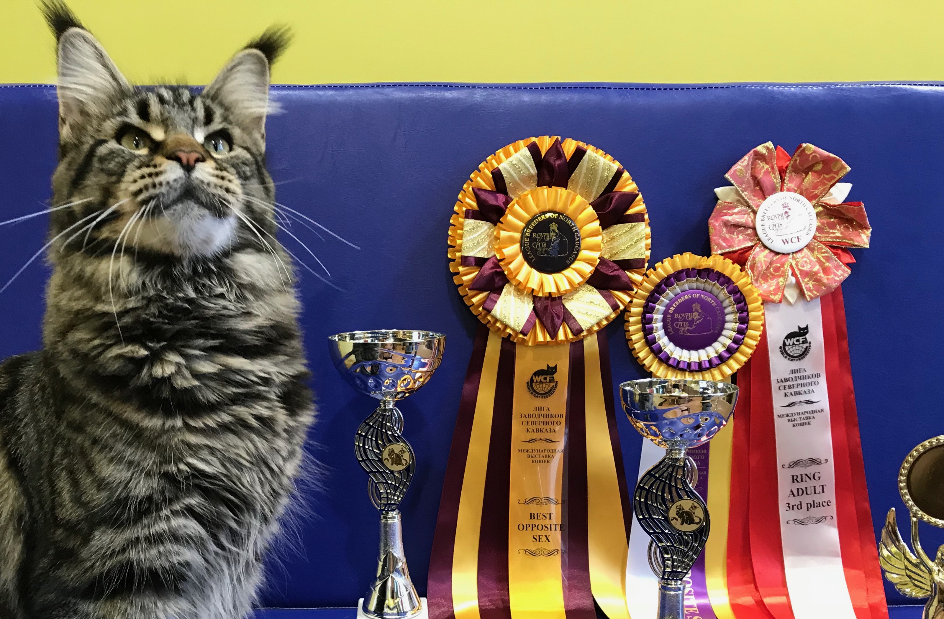 Award для кошек купить. Награды кошек на выставке. Награды для кошек. Выставка кошек. Победитель выставки кошек.